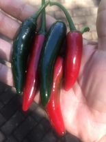 272295537_658514335496656_6965093847988388905_n